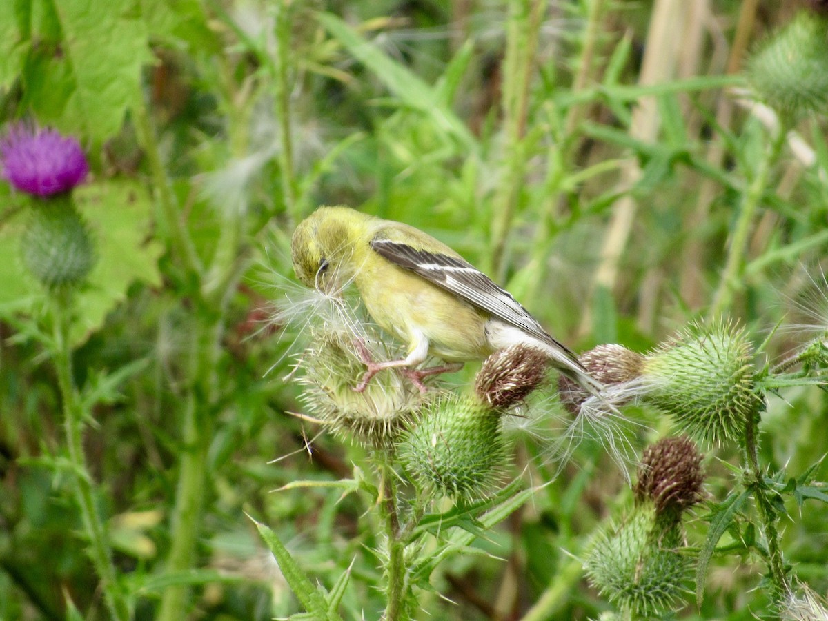 American Goldfinch - ML623144616