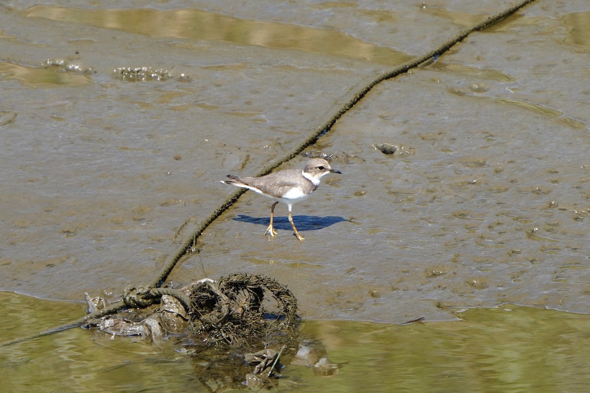 小環頸鴴(curonicus) - ML623144646