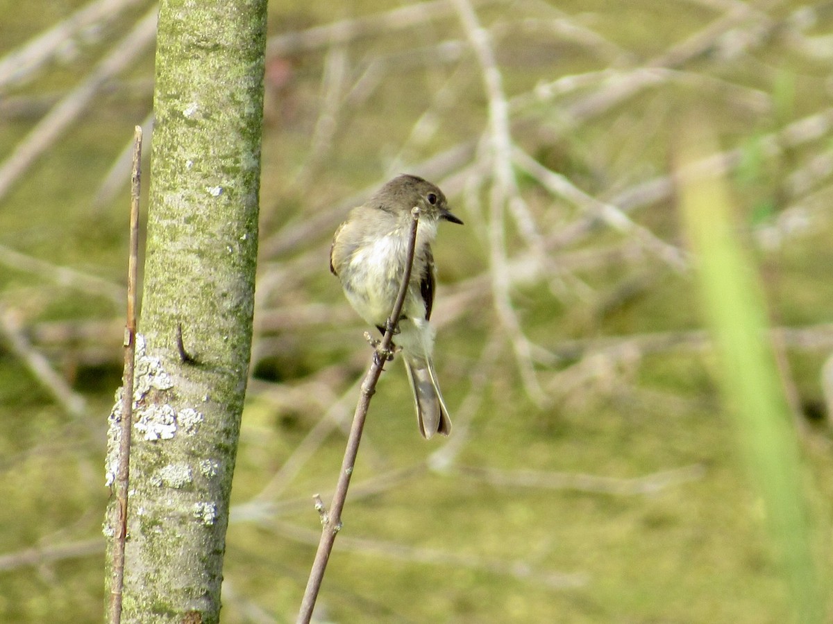 Eastern Phoebe - ML623144661