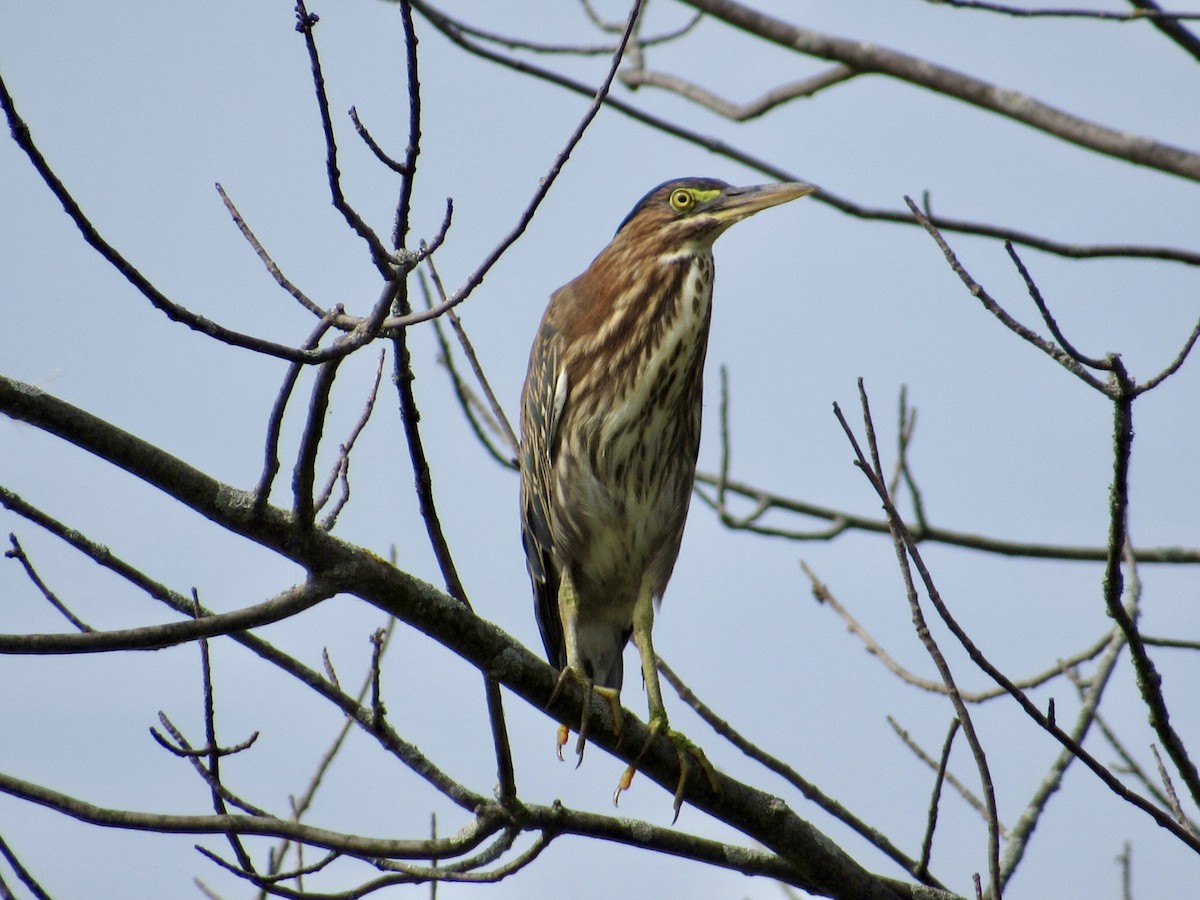 Green Heron - ML623144675