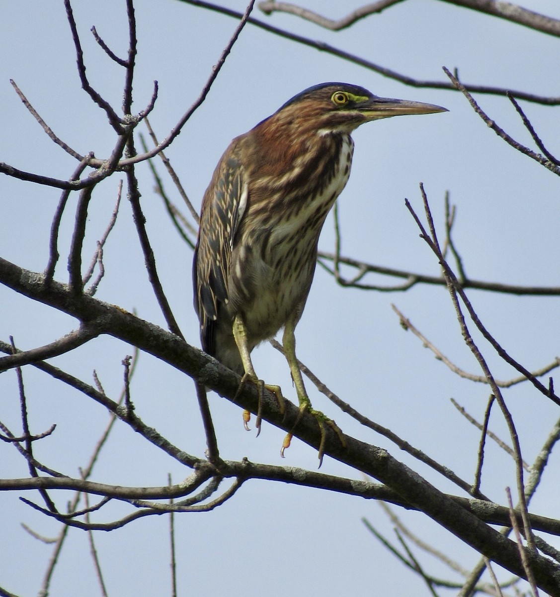 Green Heron - ML623144676