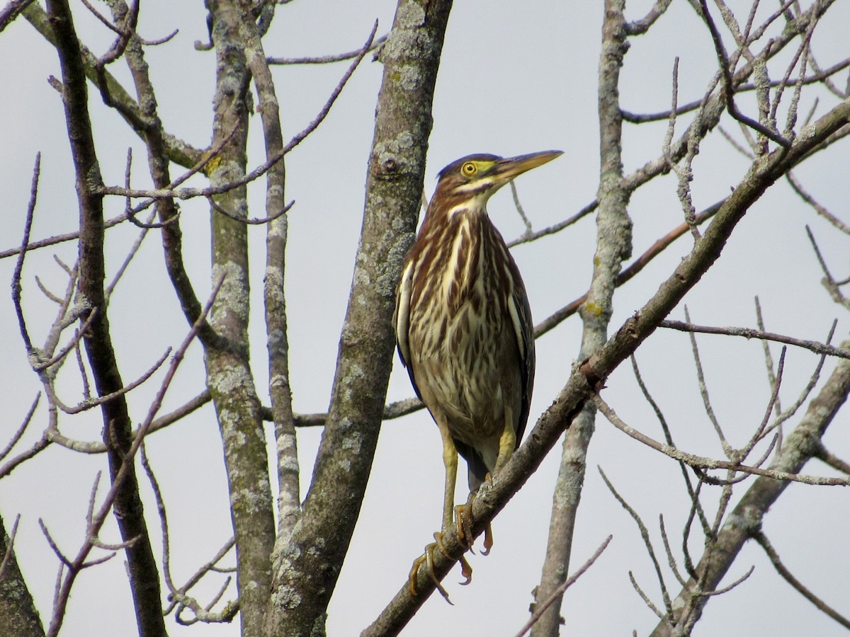 Green Heron - ML623144677