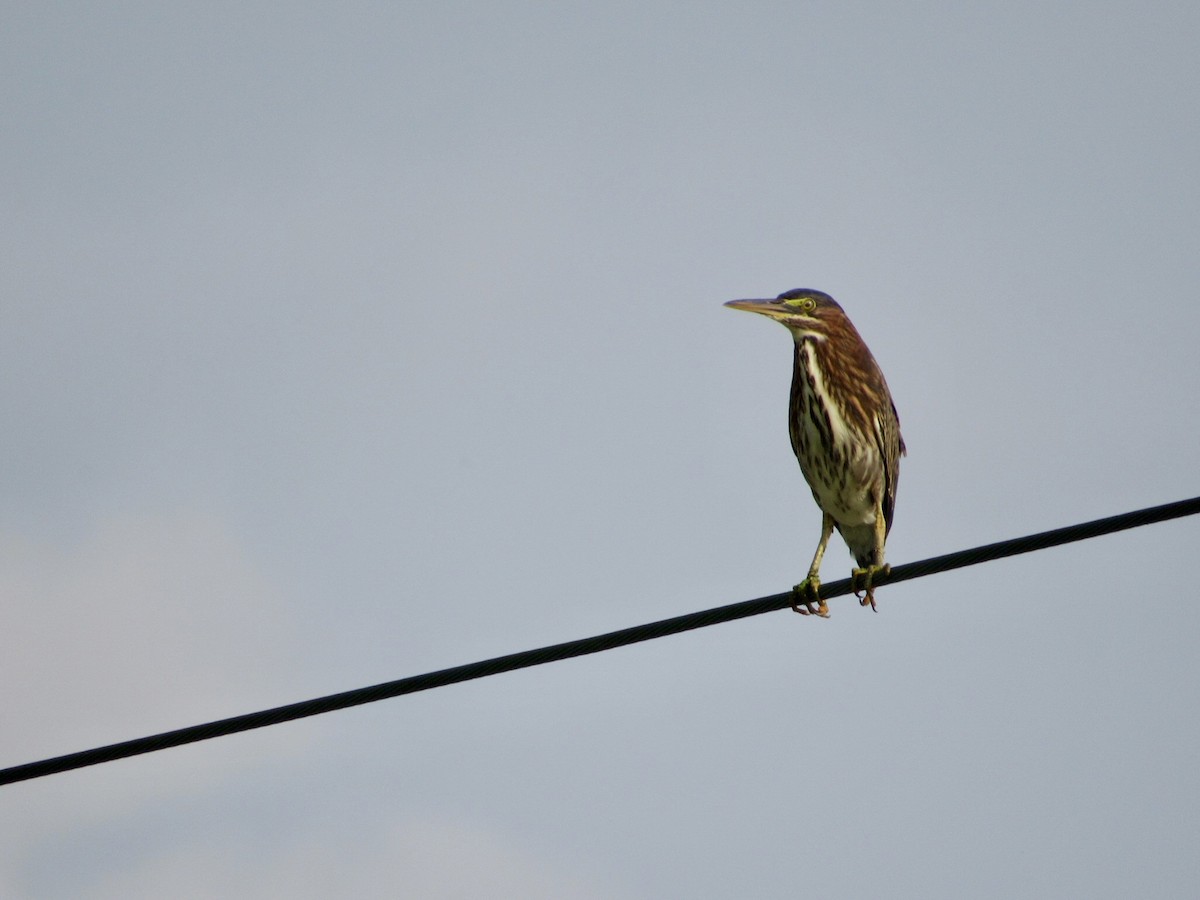 Green Heron - ML623144678