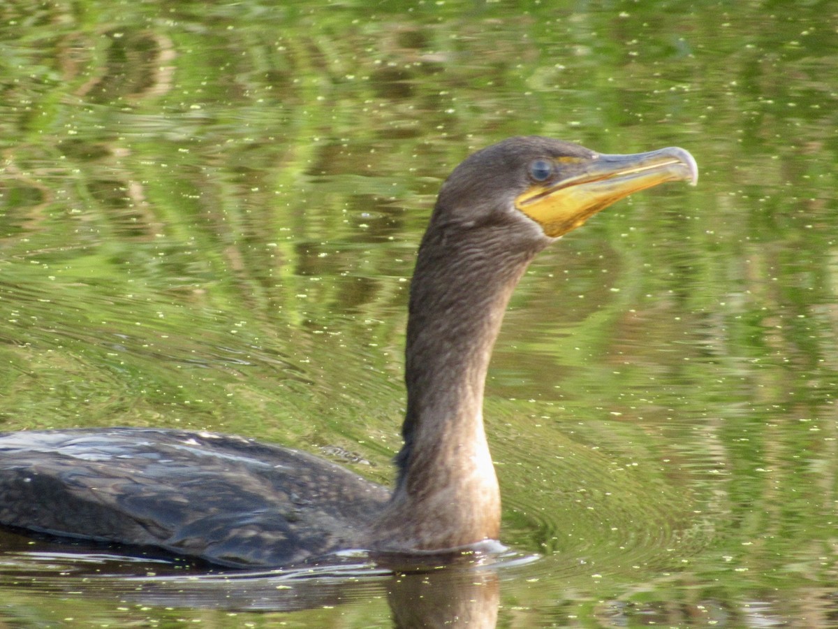 Double-crested Cormorant - ML623144690