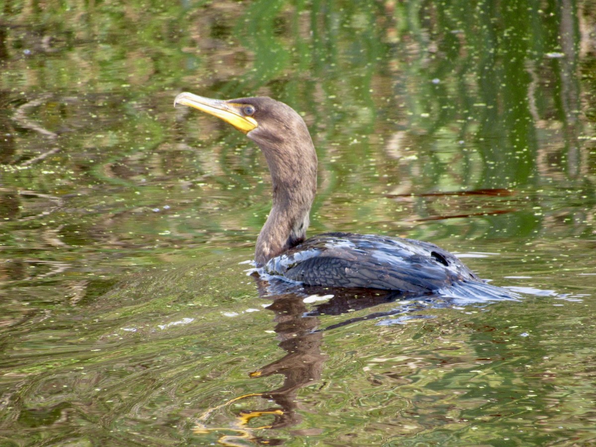 Double-crested Cormorant - ML623144691