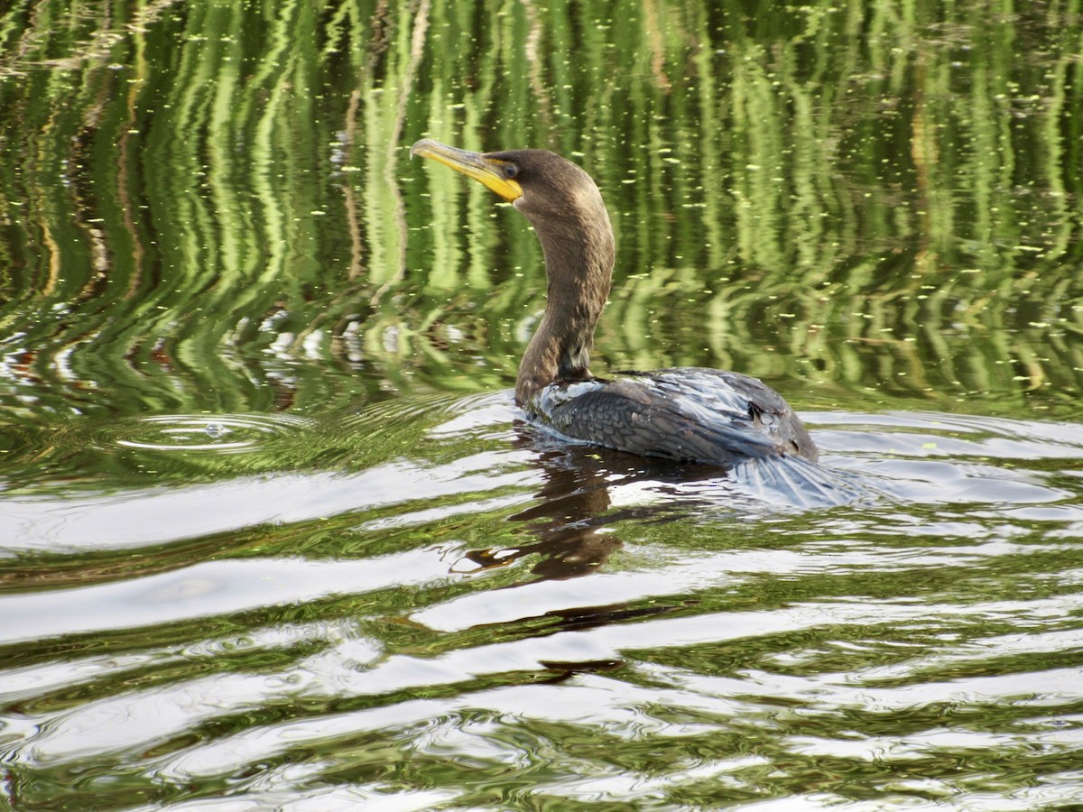 Double-crested Cormorant - ML623144692