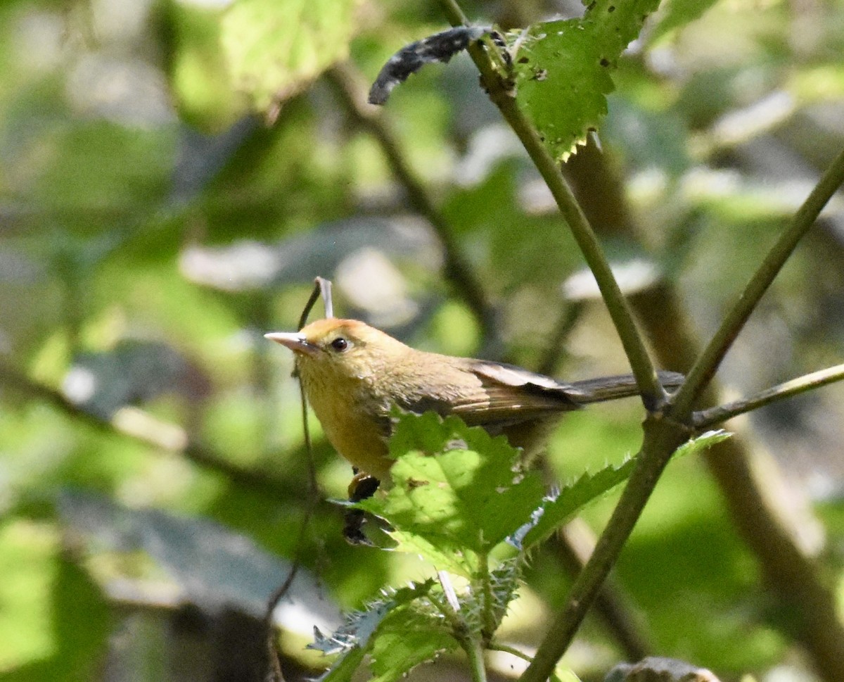 Rufous-capped Babbler - ML623144715