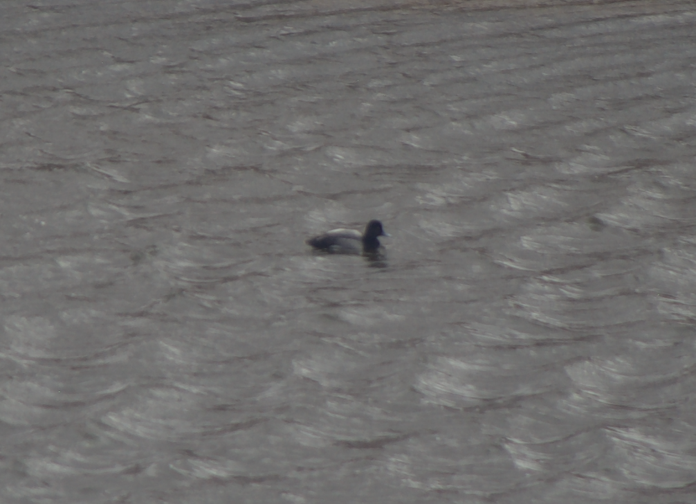 Lesser Scaup - ML623144751