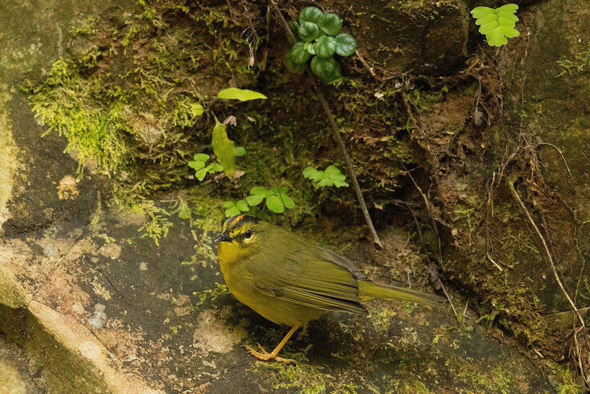 Two-banded Warbler - ML623144777