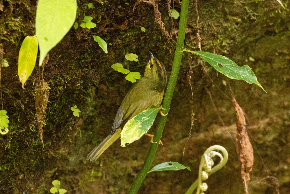 Two-banded Warbler - ML623144778