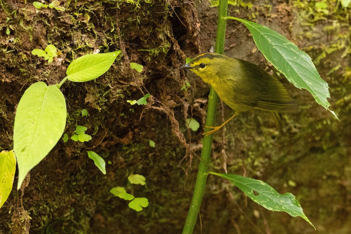 Two-banded Warbler - ML623144779