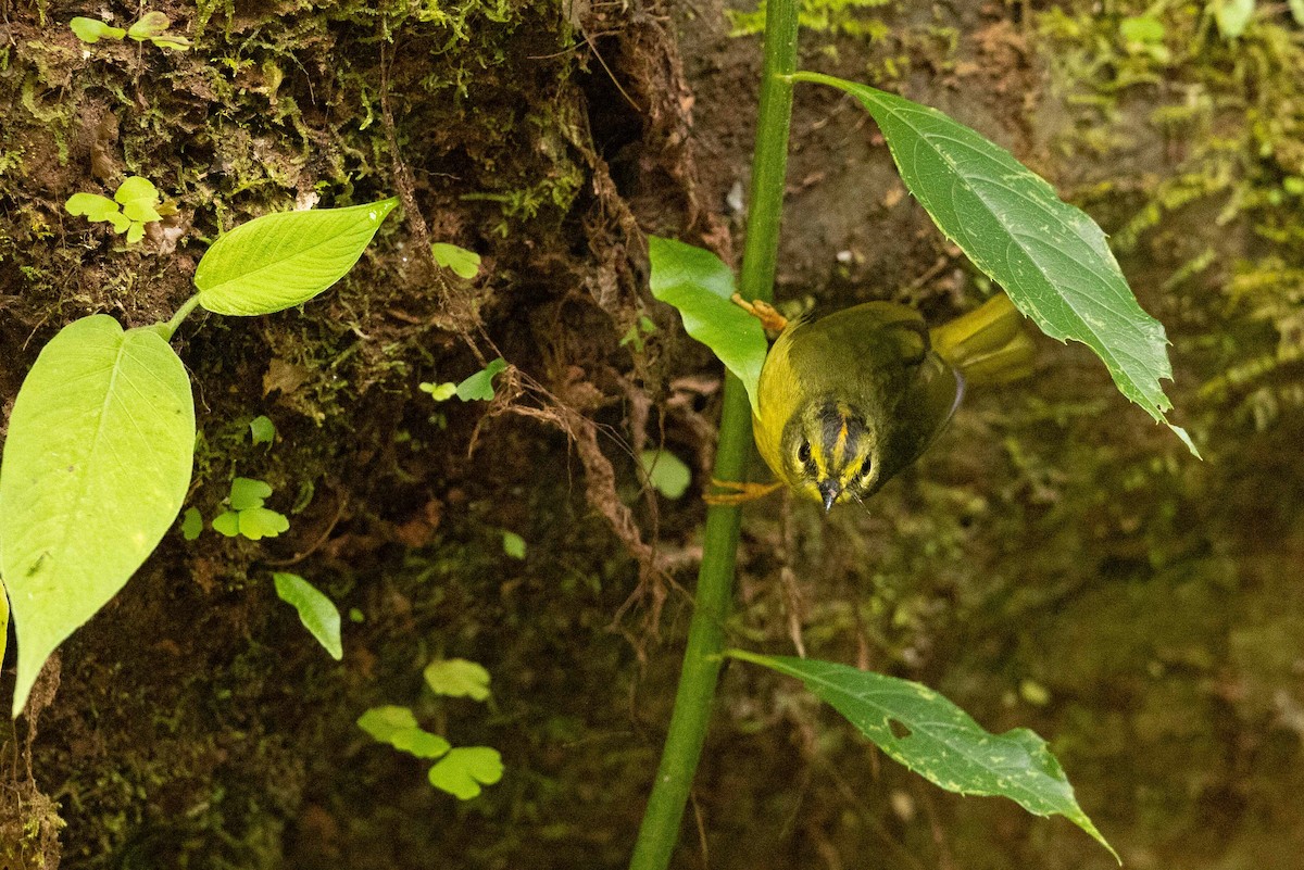 Two-banded Warbler - ML623144780