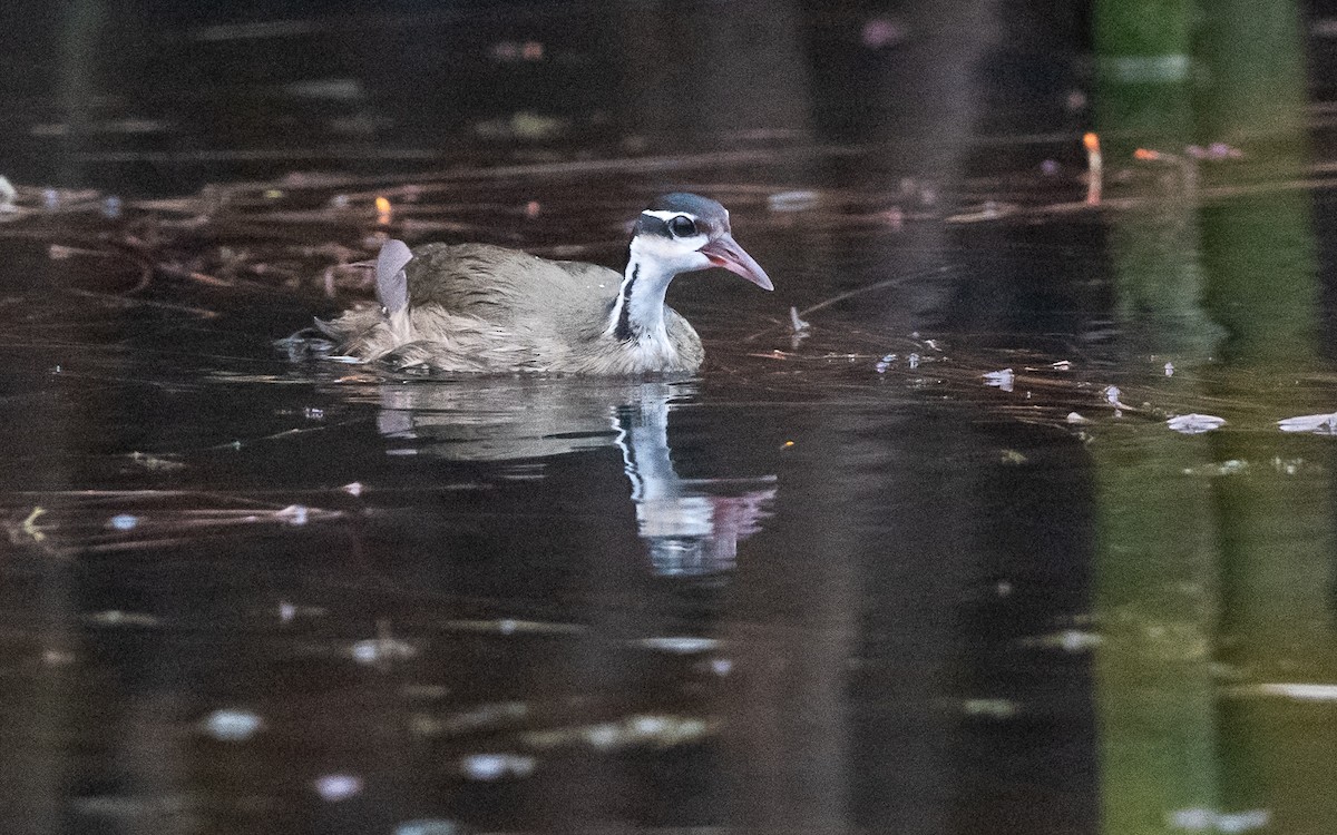 Sungrebe - ML623144797