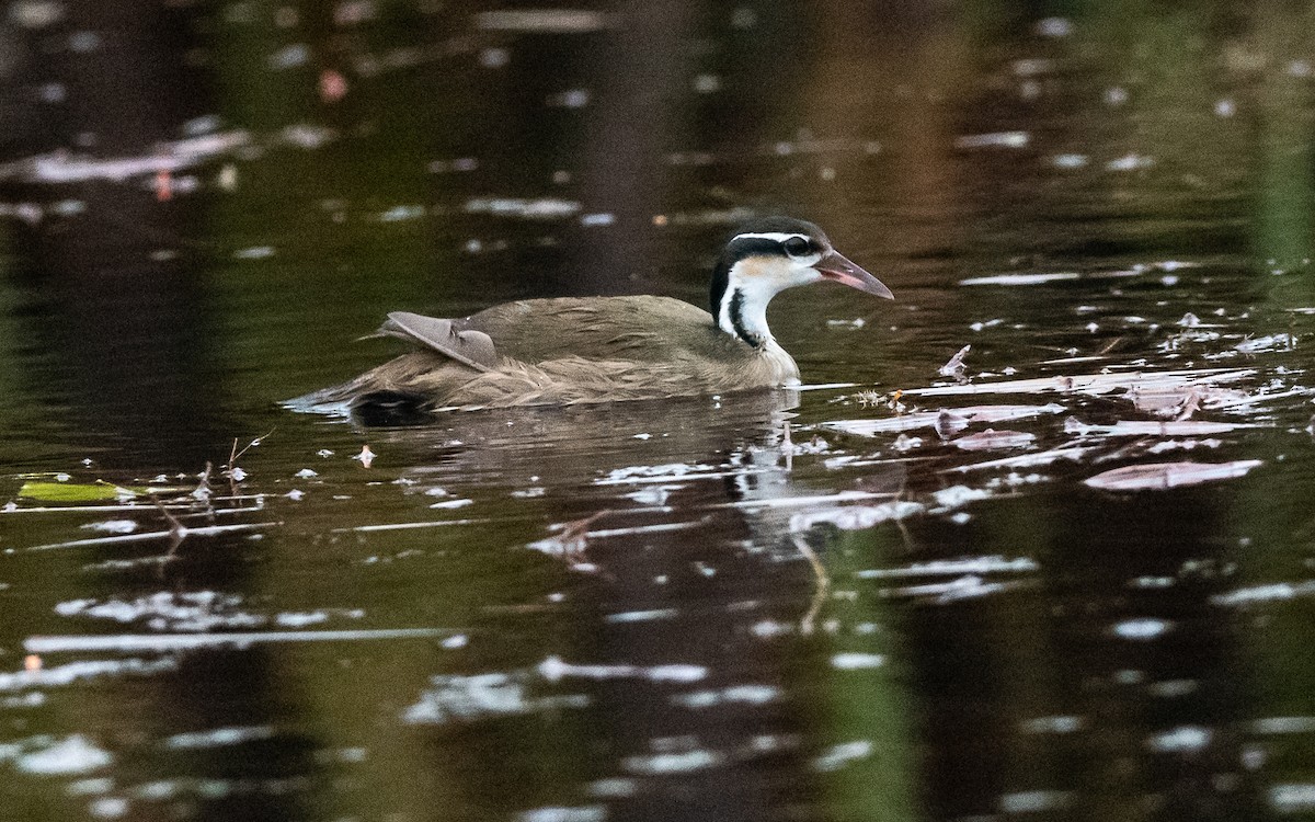 Sungrebe - ML623144798