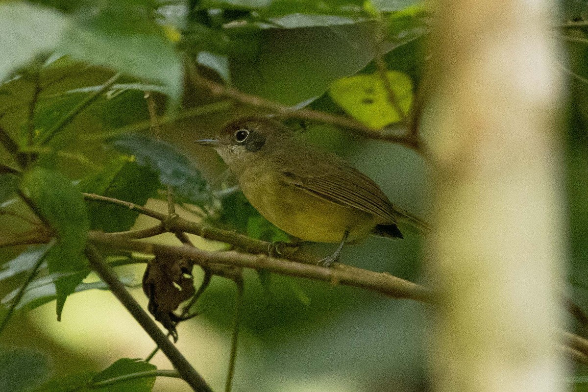 Plain Antvireo - Eric VanderWerf