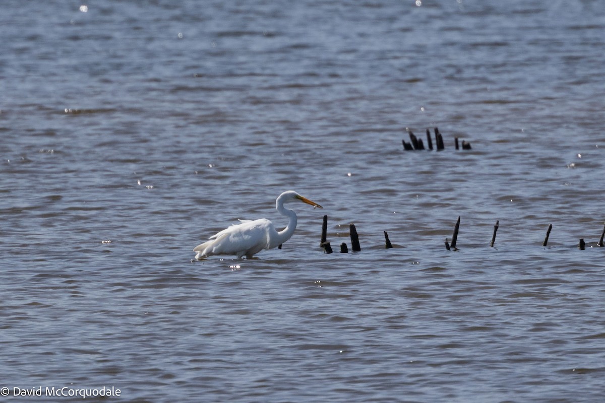 Great Egret - David McCorquodale