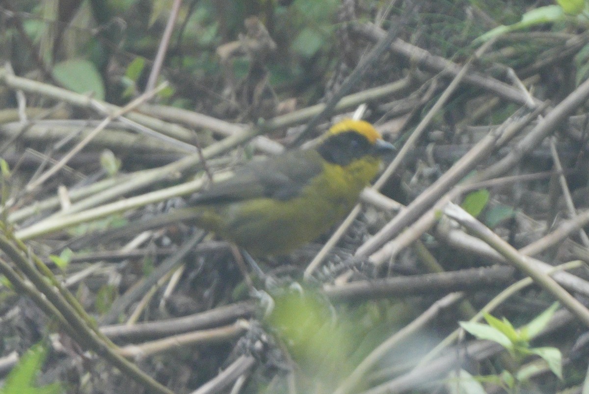 Tricolored Brushfinch - ML623144875