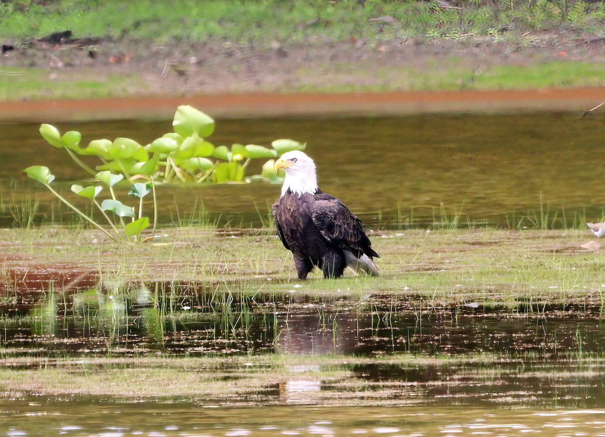 Bald Eagle - Gerald Teig