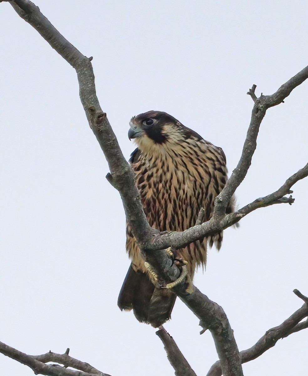 Halcón Peregrino - ML623144894