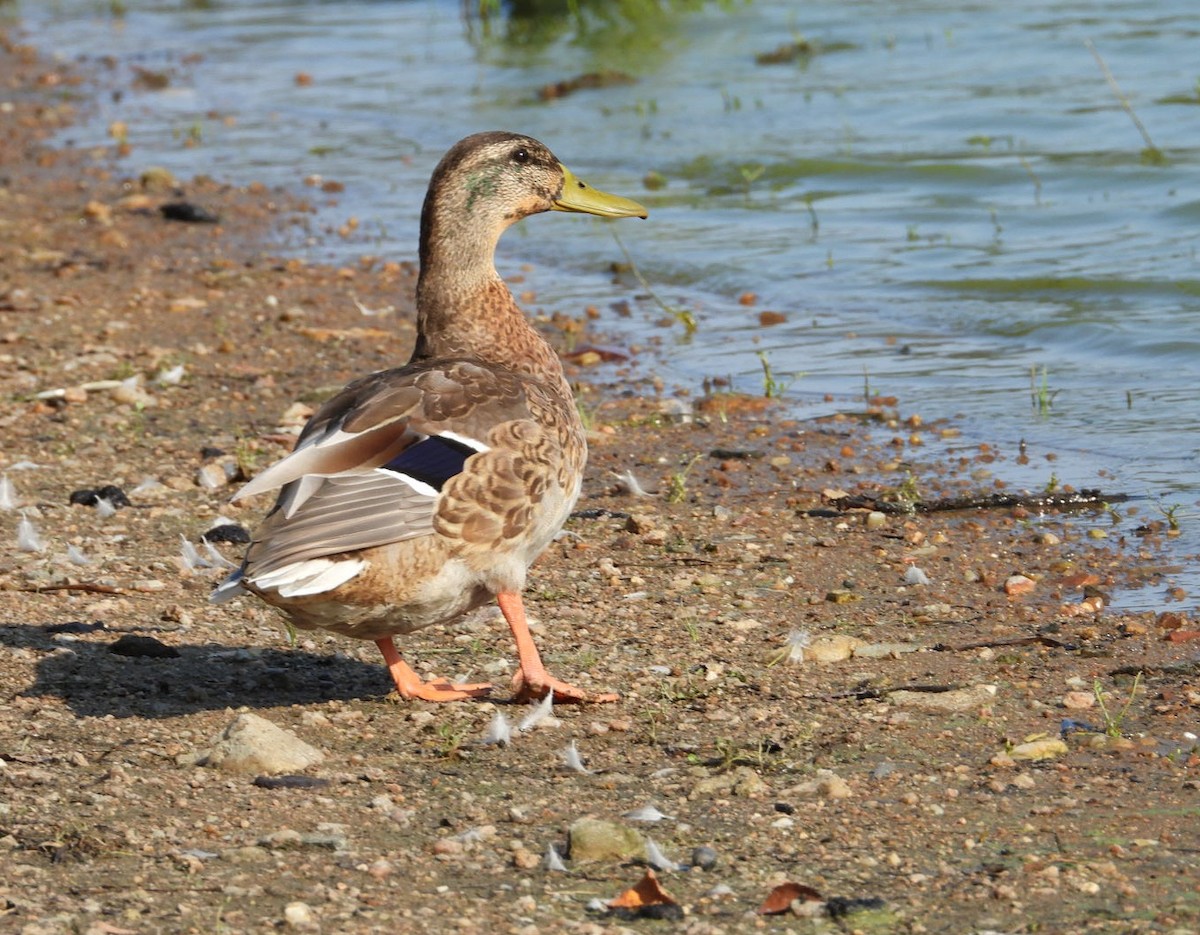 stokkand - ML623144899