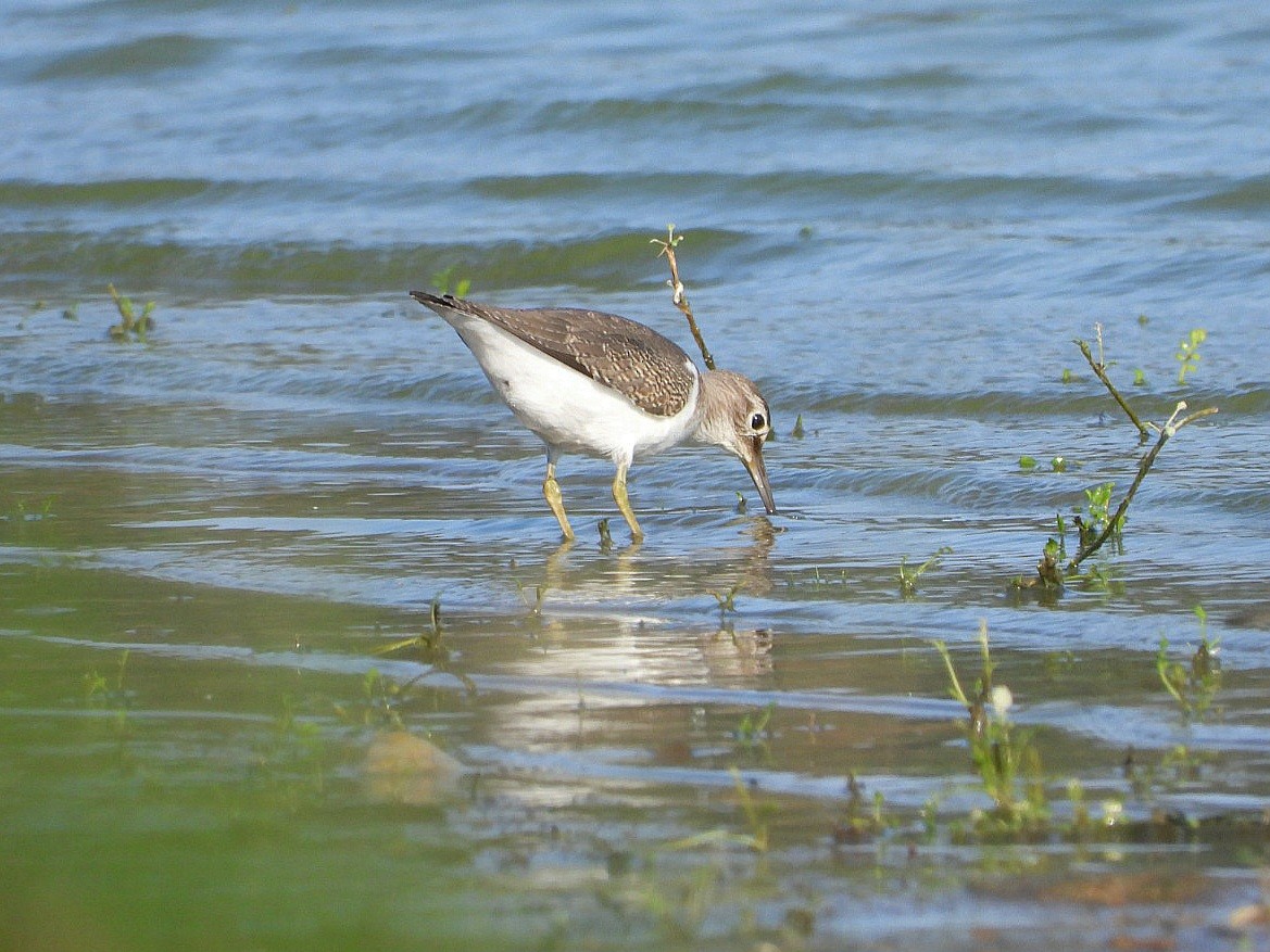 strandsnipe - ML623144906