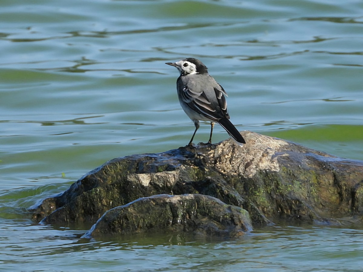 linerle - ML623144910