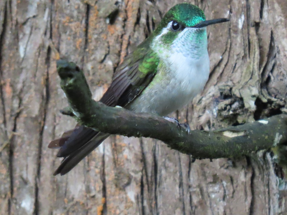 Green-throated Mountain-gem - ML623144965