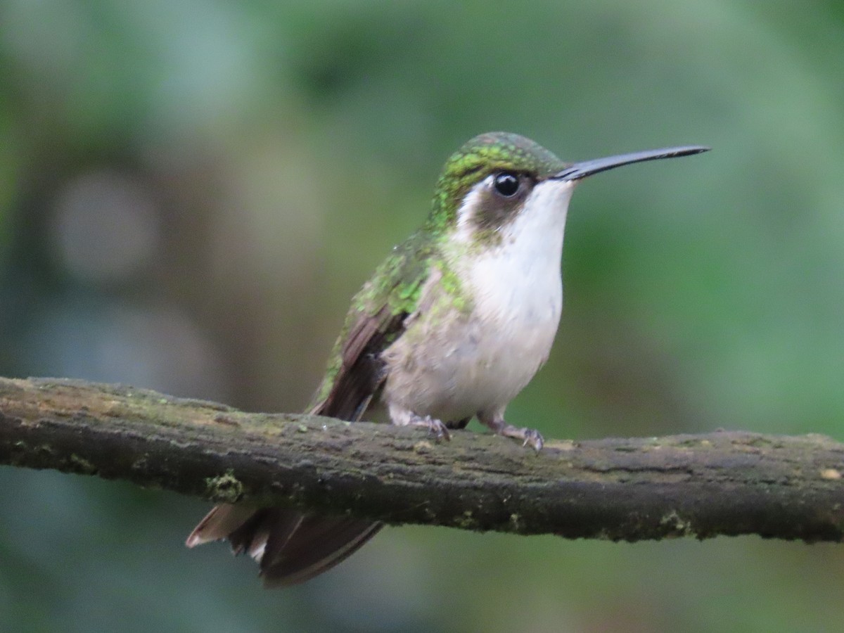 Green-throated Mountain-gem - ML623144970