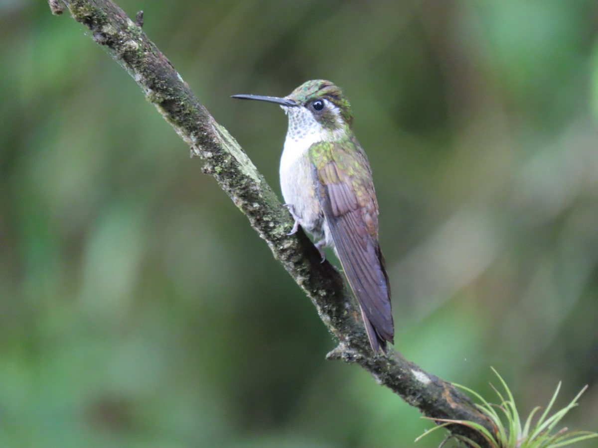 Green-throated Mountain-gem - ML623144979