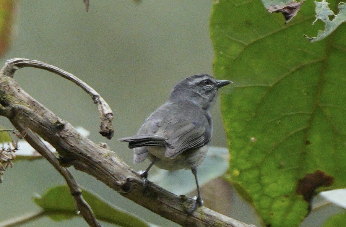 オリーブモリフウキンチョウ（leucogastra／insignis） - ML623144988