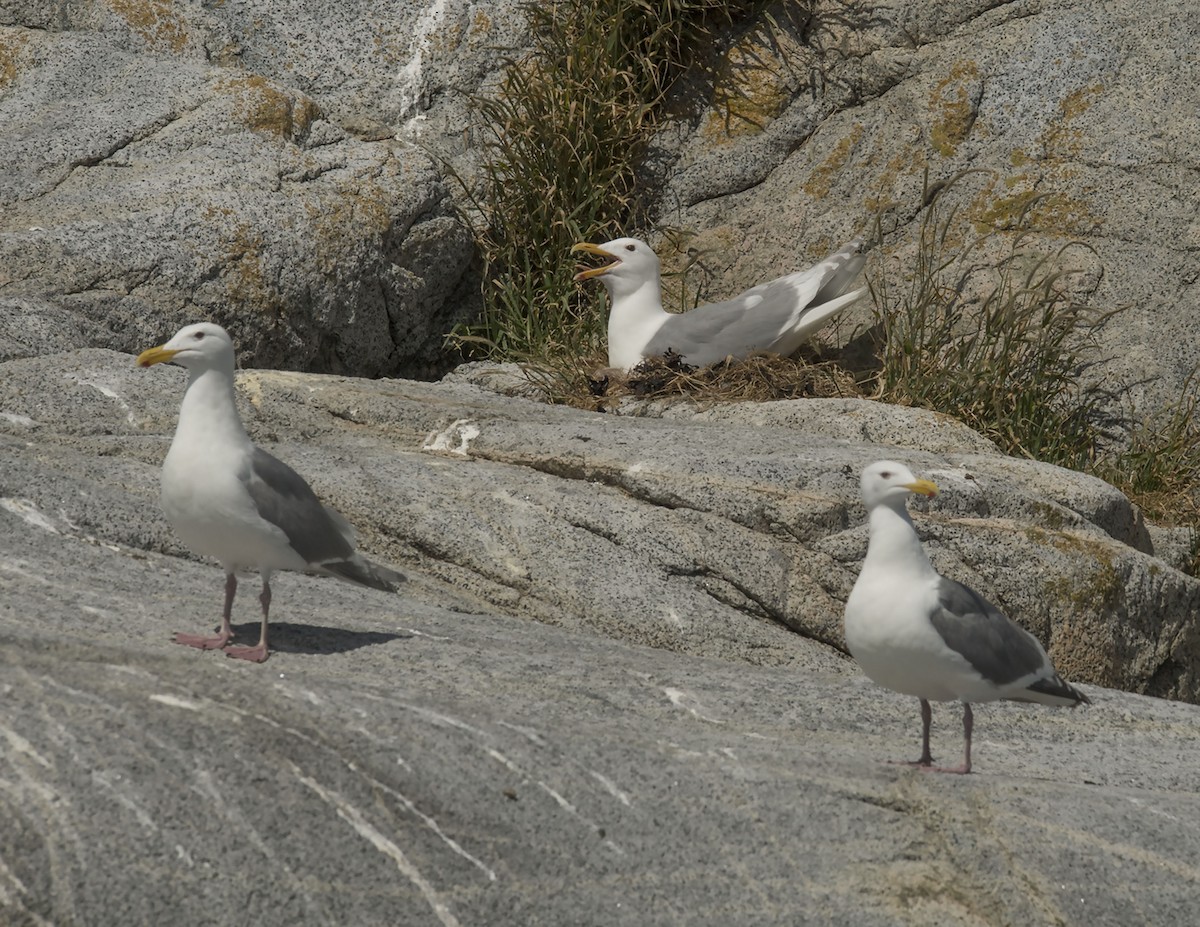 Goéland à ailes grises - ML62314501