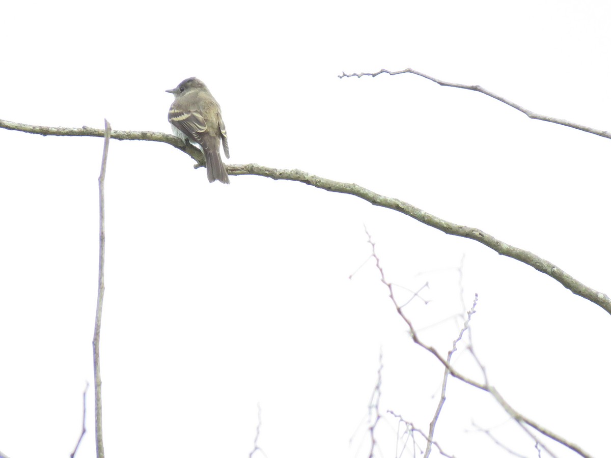 Least Flycatcher - ML623145013