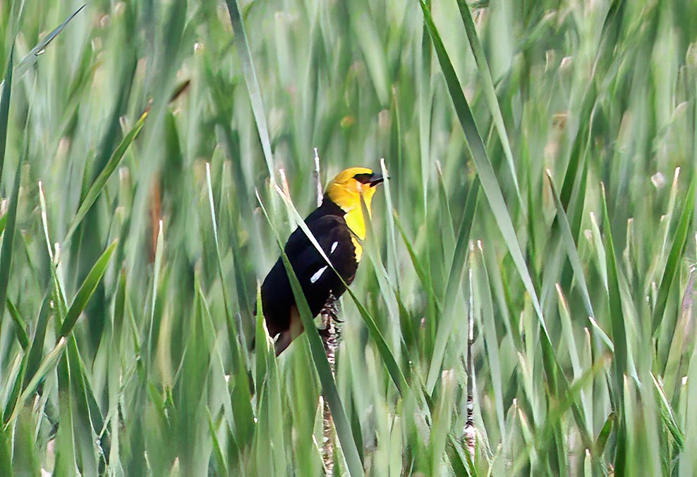 Tordo Cabeciamarillo - ML623145152