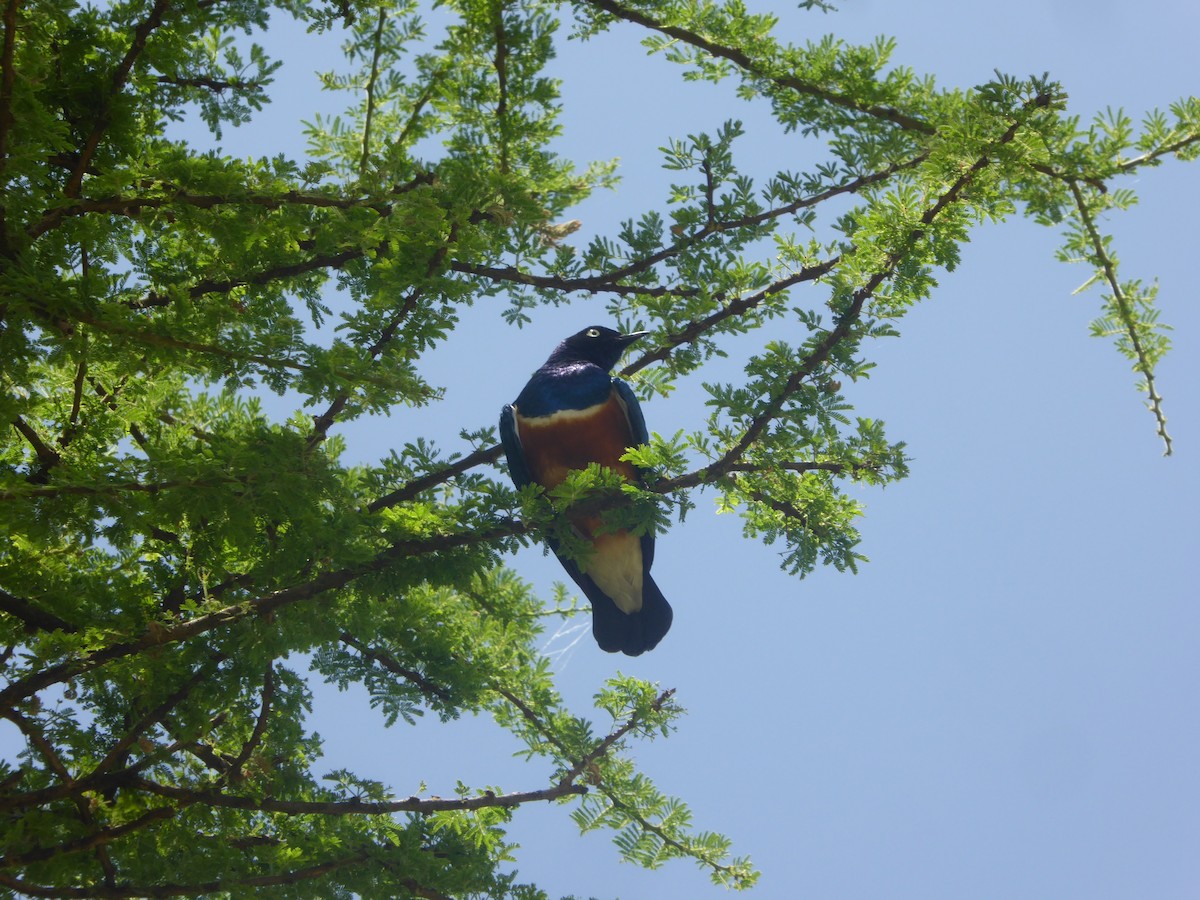 Superb Starling - ML623145164