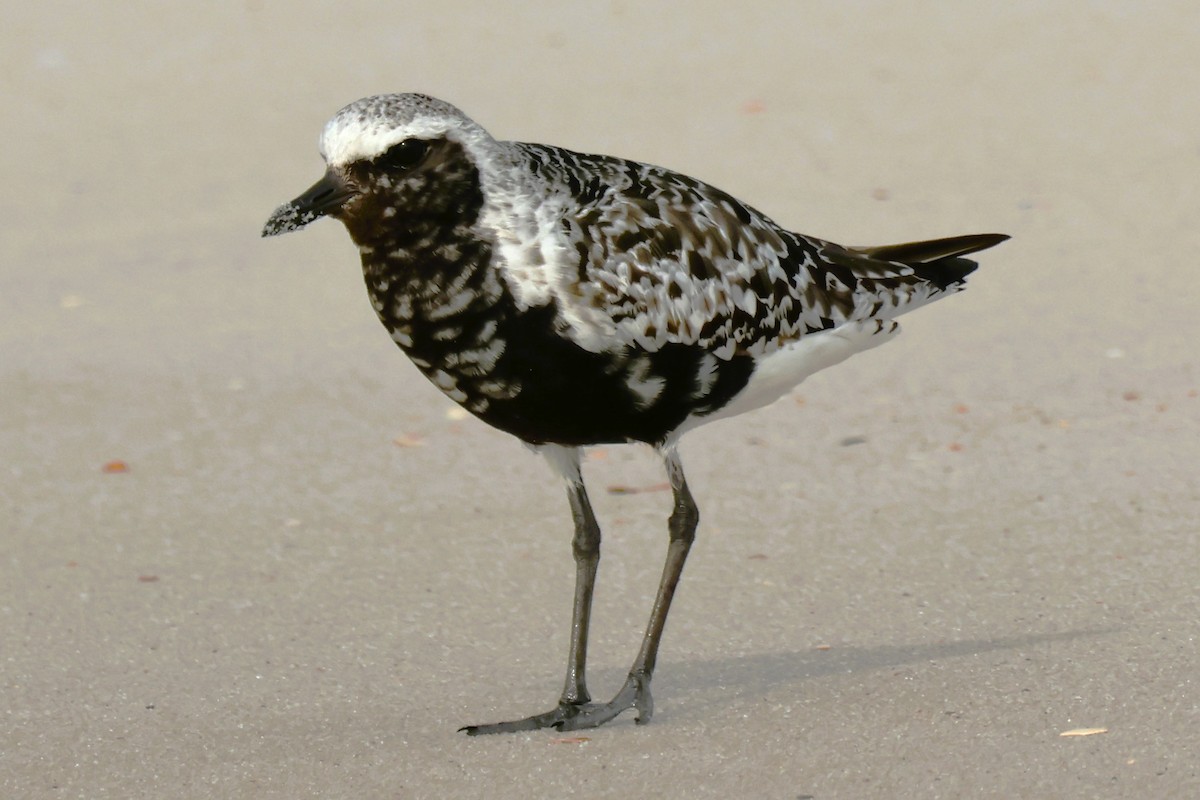 Black-bellied Plover - ML623145178