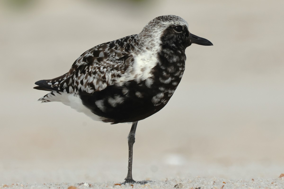 Black-bellied Plover - ML623145179