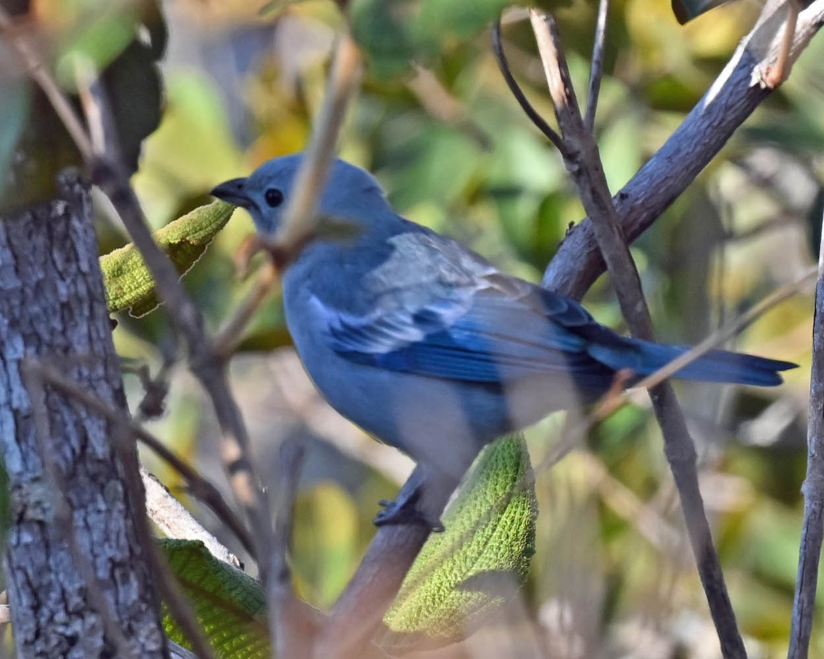 Blue-gray Tanager (White-edged) - ML623145184