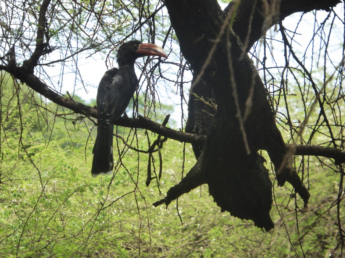 Crowned Hornbill - ML623145240