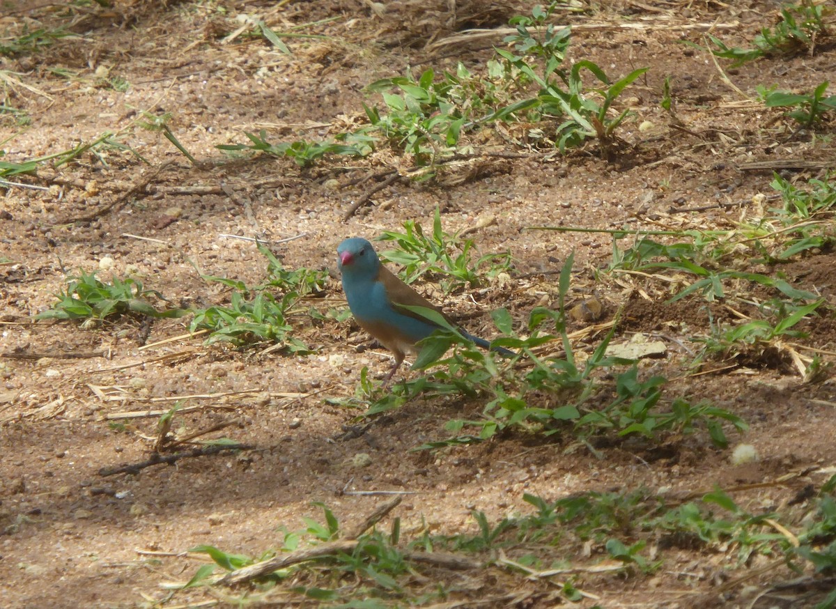 Cordonbleu cyanocéphale - ML623145253