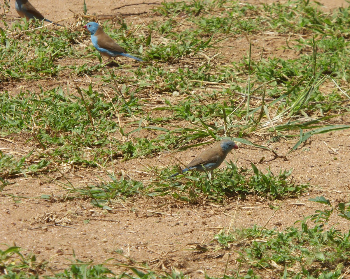 Blue-capped Cordonbleu - ML623145260