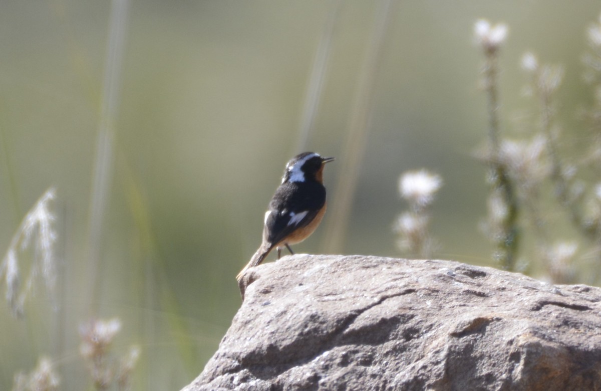 Moussier's Redstart - ML623145273