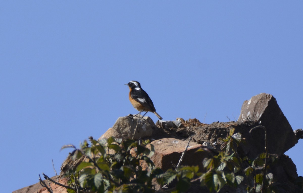 Moussier's Redstart - ML623145277