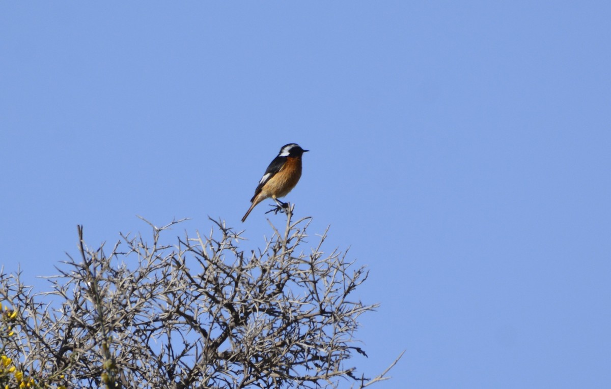 Moussier's Redstart - Karim Haddad