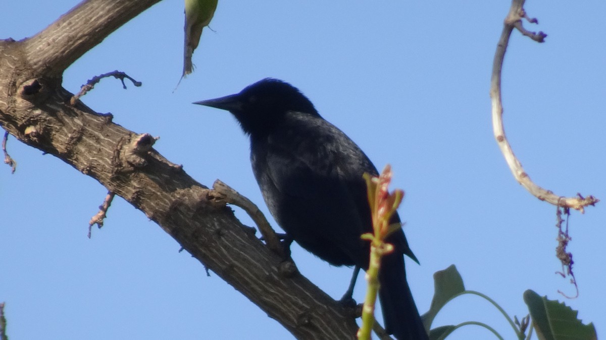 Tordo Patagón - ML623145340