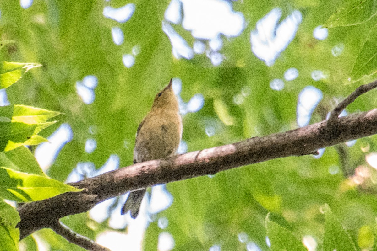 Bay-breasted Warbler - ML623145419