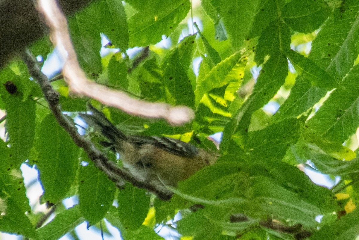 Bay-breasted Warbler - ML623145420