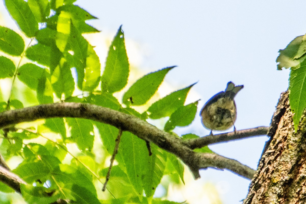 Bay-breasted Warbler - ML623145421