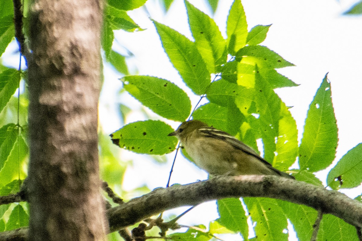 Bay-breasted Warbler - ML623145424