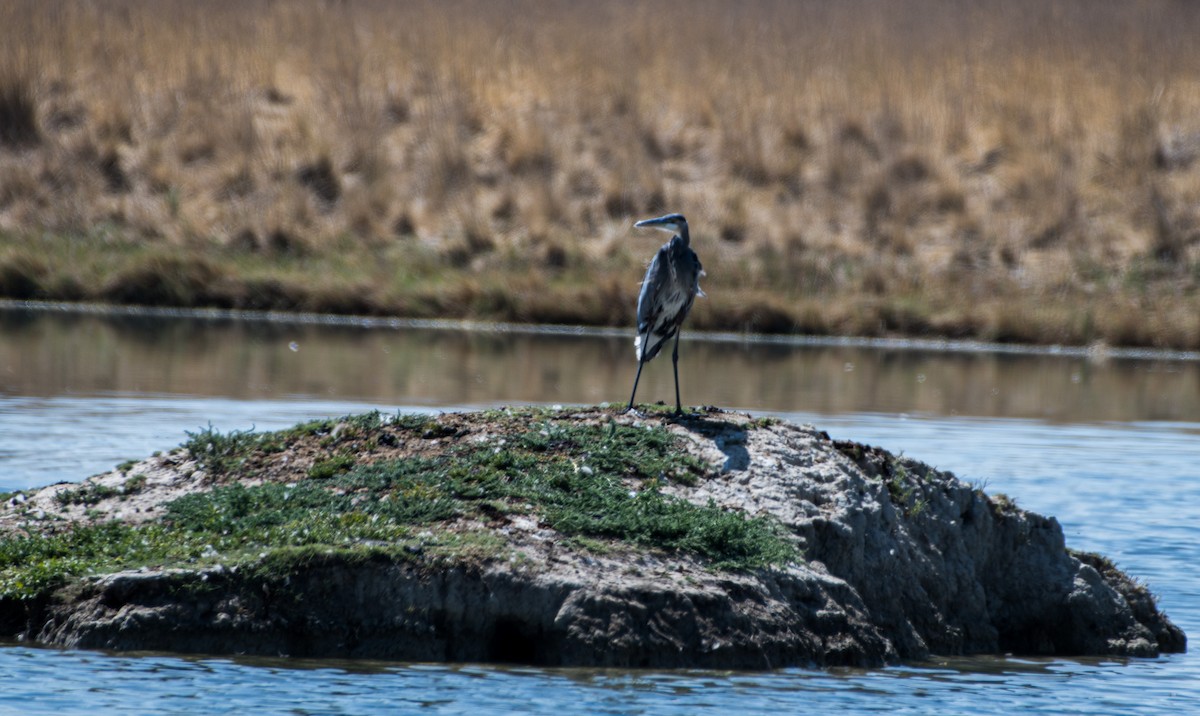 Great Blue Heron - ML623145471