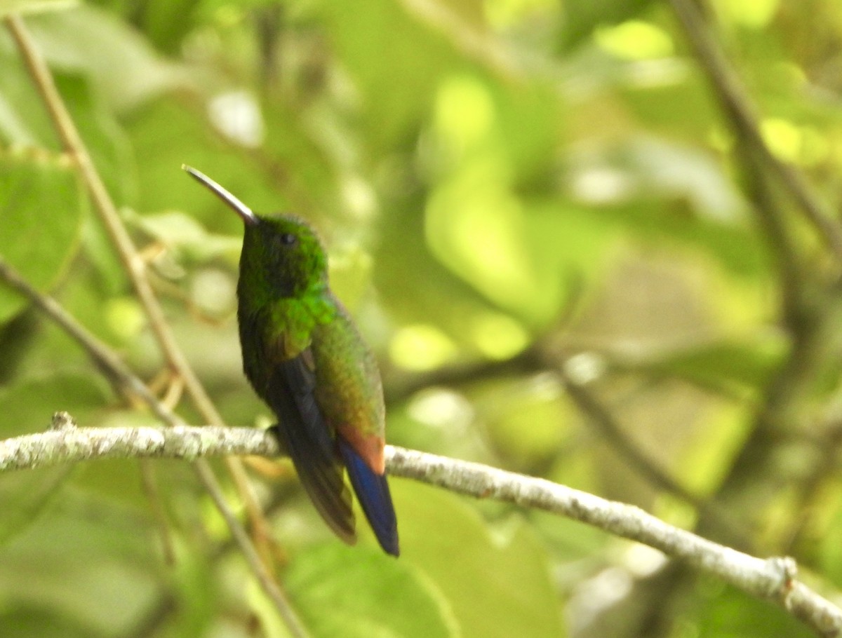 Copper-rumped Hummingbird - ML623145552